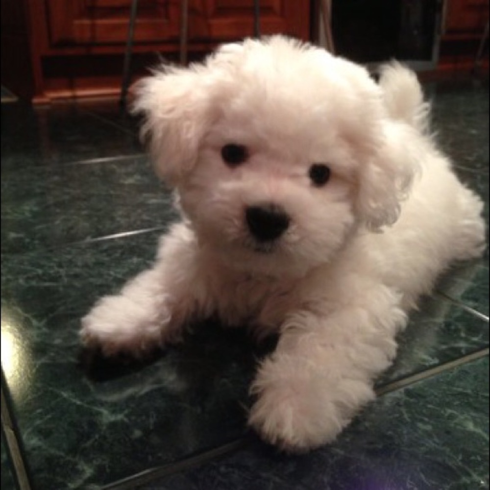 Meet your Posher, Mark